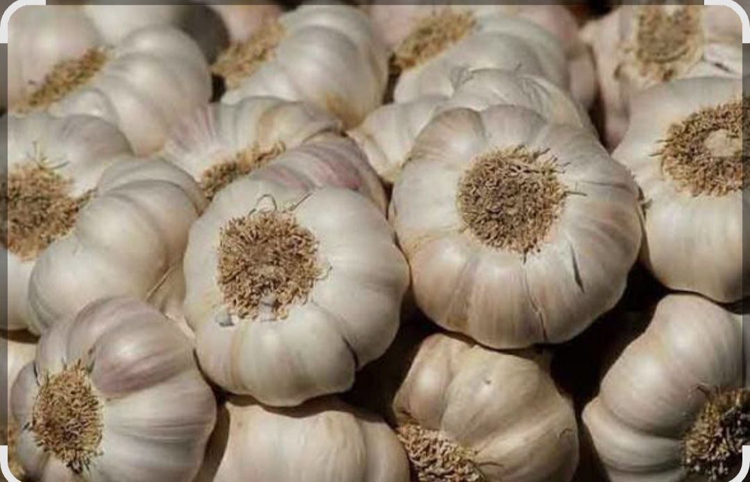 Garlic (lasoon