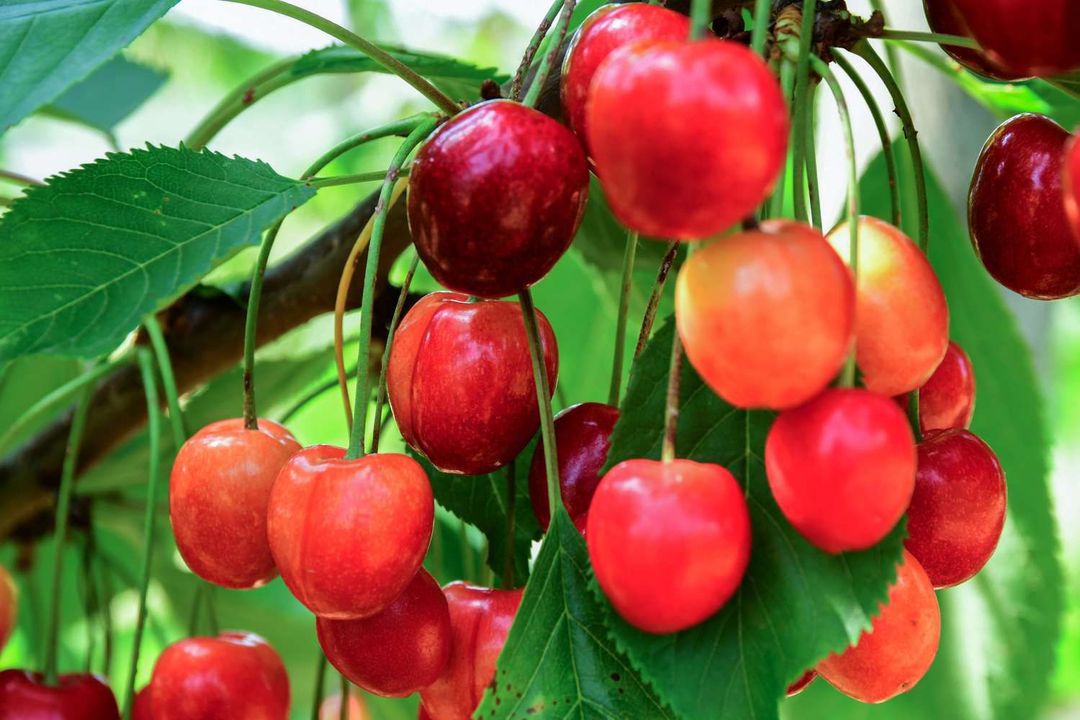 Cherry