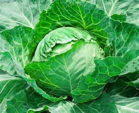 Cabbage