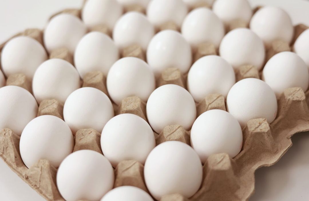 eggs
